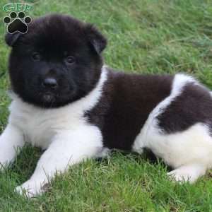 AKC Biscuit, Akita Puppy